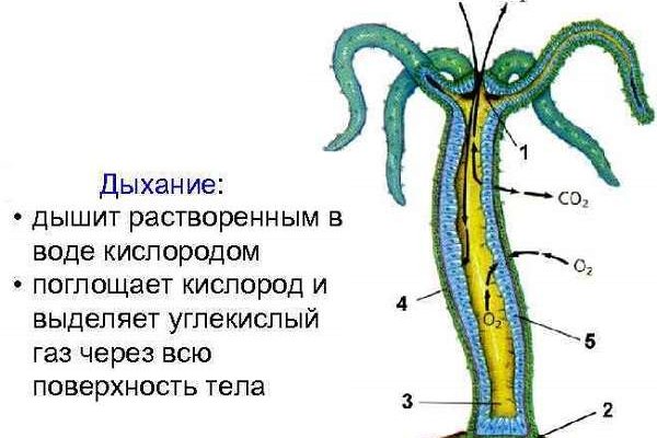 Кракен зеркало store