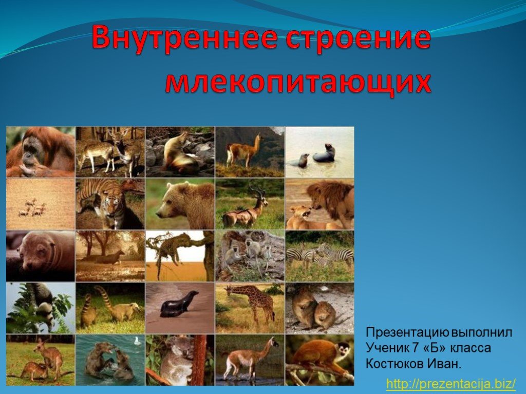 Как зайти на кракен с айфона