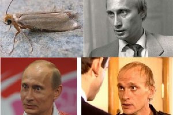 Кракен даркнет стор